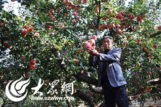 徐文信的苹果园。